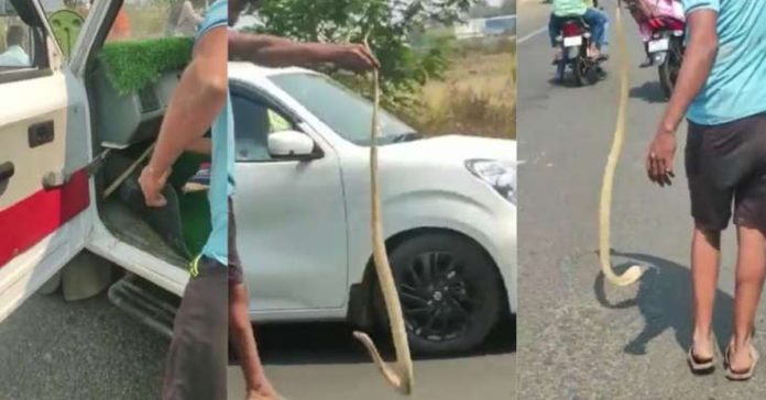 Cobra finds shelter in a moving car: Watch it getting rescued [Video]