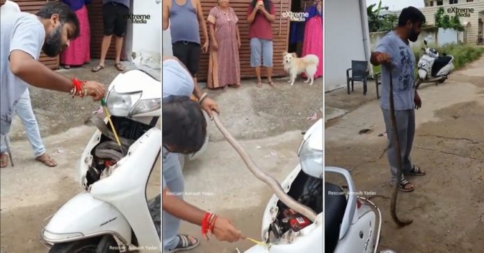 Cobra finds shelter in a Honda Activa: Snake rescued by fearless local [Video]