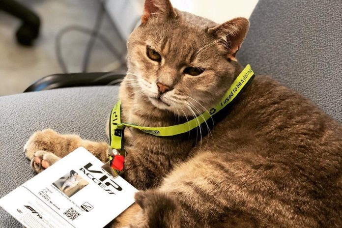 Formula 1's Famous Imola Paddock Cat Has Died