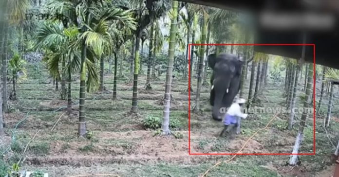 Elephant attacks farmer