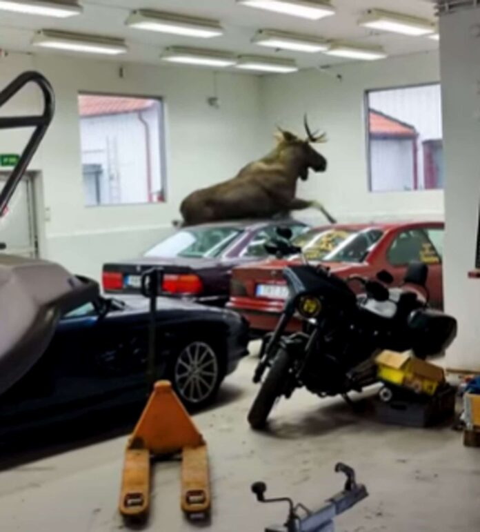 Moose On The Loose Damages Two BMW 8 Series E31s: Video